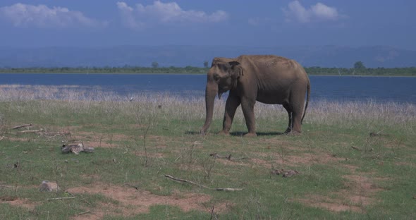 Close Up of Elephants in a Udawalawe National Park of Sri Lanka