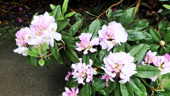 A Bush With Rhododendron Flowers.