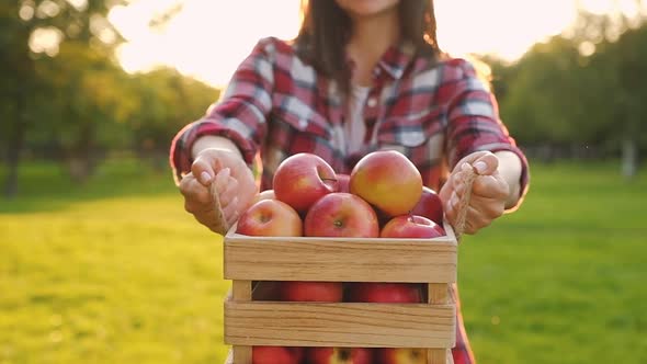 Side view of a positive young woman holding a wooden crate with juicy red apples