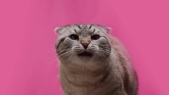 Cat on Pink Background Closeup Scottish Fold Portrait