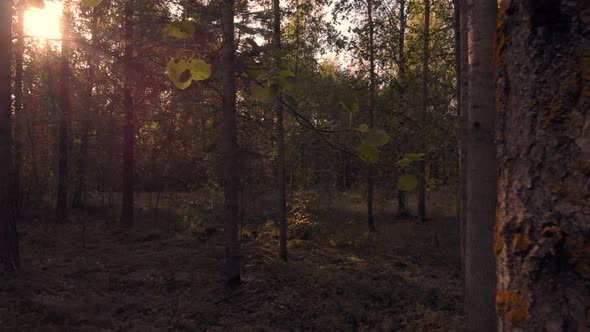 A quick look around in a dark forest.