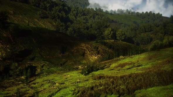 Autumn Forest on Green Rocky Hills