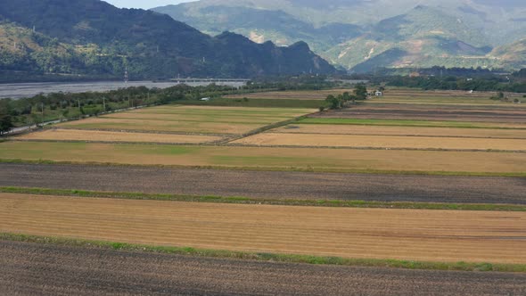 Drone fly over paddy rice field