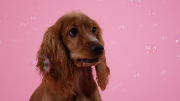 A Playful Cocker Spaniel Sits and Catches with His Mouth Soap Bubbles That Fly Around Him