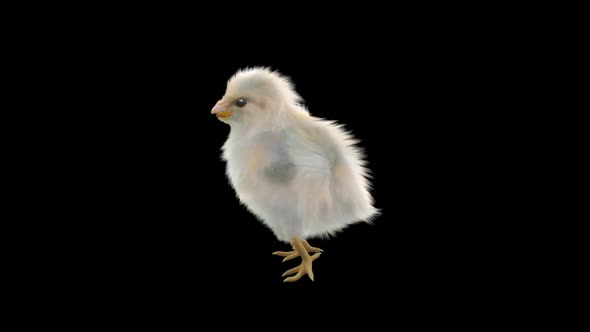 22 Baby Chicks Dancing HD