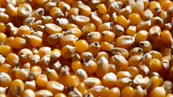 Maize, or Corn, Grains Turning. Rotating. Close Up