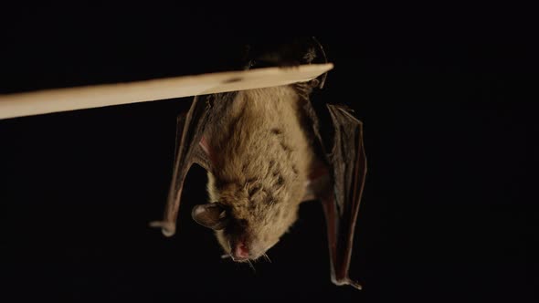 A brown bat isolated on black background