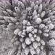 Snow Covered Forest - VideoHive Item for Sale