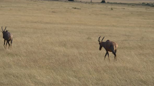 Two Topi antelopes