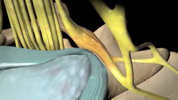 Human Spine In Details. Intervertebral Disc, Vertebral Foramen And Nerves