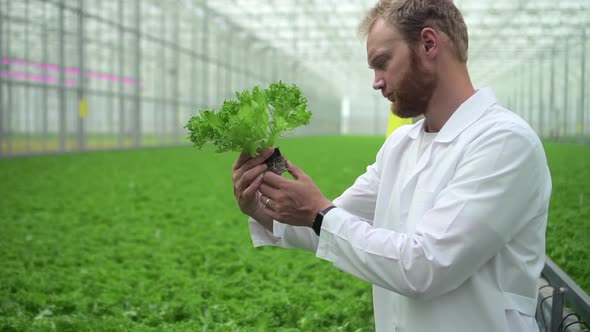 Hydroponic Farm Greenhouse of Young Man Working with Green Salad in Light Garden Spbd