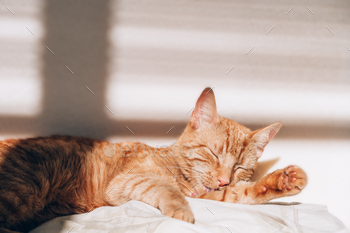 かわいい生姜猫がベッドで眠る / Photodune, Misc