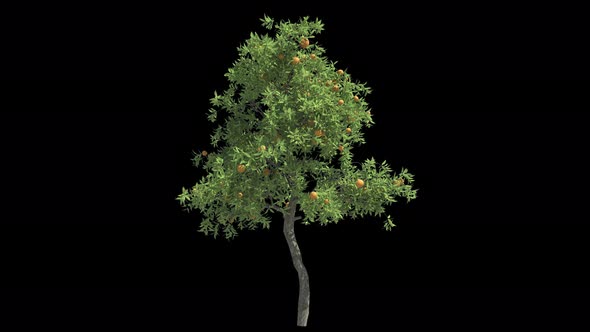 Orange Tree Isolated