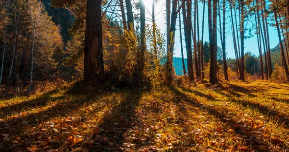 Mountain Evergreen Pine Tree Forest Timelapse at the Summer or Autumn Time