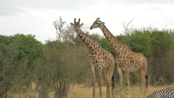 Two giraffes in Maasai Mara