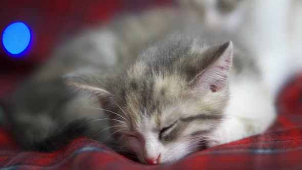 Two Kittens Lie on a Red New Year's Blanket Against a Background of Colored Lights