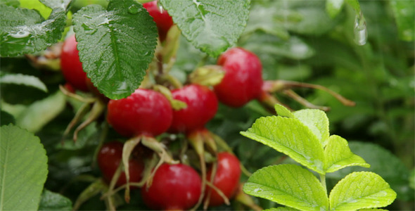 Branch of Briar with Berries