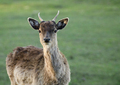 Fallow deer (Dama dama) - PhotoDune Item for Sale