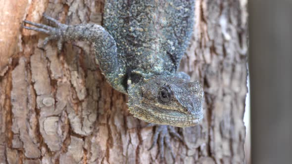 Close up from the head of a southern tree agama 