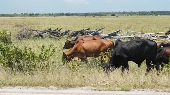 Herd of African Humpback Cows Walking at the Side of the Asphalt Road Zanzibar