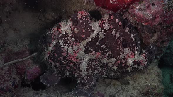 Brown Giant Frogfish (Antennarius commerson) sitting on coral reef in the Philippines