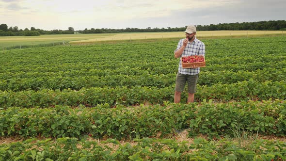 A Farmer Tastes Freshly Picked Strawberries While Standing in the Middle of the Plantation