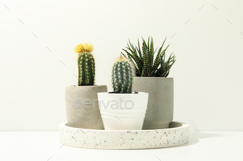 Marble tray with succulent plants on white background. Houseplants / Photodune, Misc