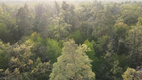 Aerial View of a Green Forest on a Summer Day