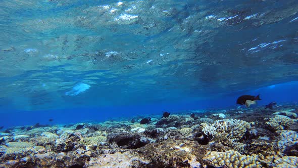 Waves and Reef