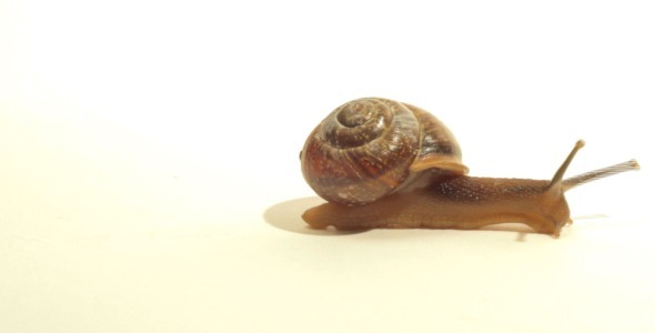 Snail On White Time Lapse