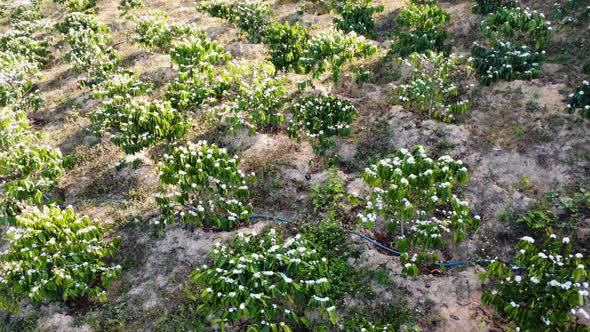 High angle shot of blooming white flowers of coffee plantation along the hill slope while on a trip