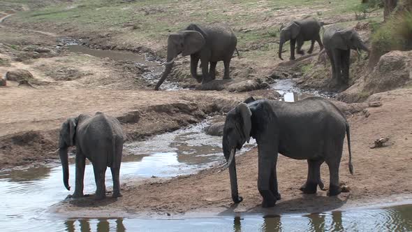 Herd of African Elephants drinking and cooling off at a watering hole
