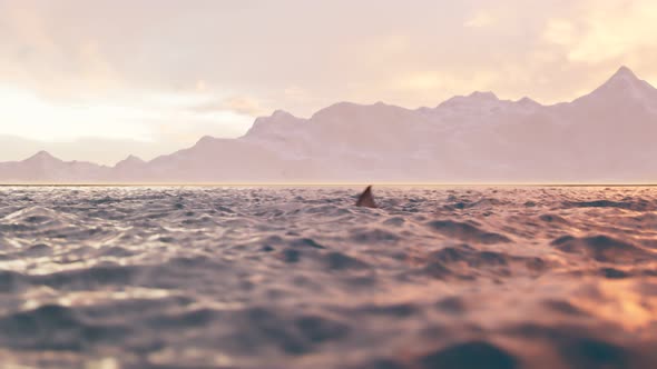 Animation of the shark fin moving swiftly at the surface of the sea.Shark attack