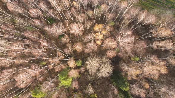 High Tops of Trees with Discarded Leaves Aerial View