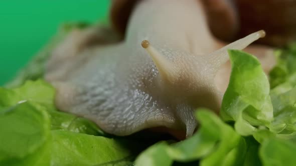 Macro View of Big Snail Achatina Sticks Out Its Horns From Its Shell to Eat Green Salad