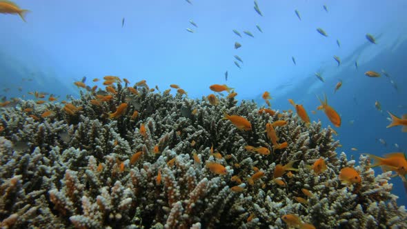 Underwater Tropical Seascape