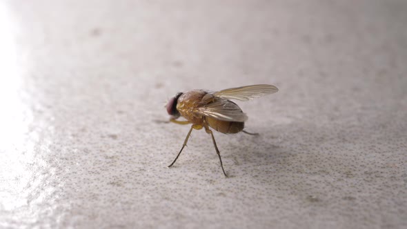 Fly Moving 