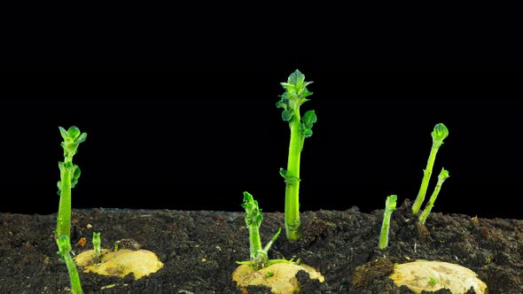 Rapidly growing potatoes, time-lapse black background