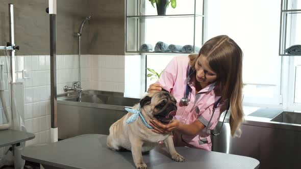 The Pug Dog at a Vet