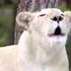 female white lion face close up - VideoHive Item for Sale