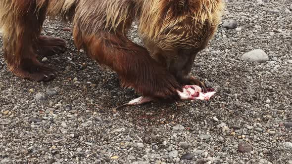 Kamchatka Brown Bear Eats Red Fish on the Pacific Coast