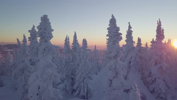 Aerial view of the trees in the snow on the mountainside