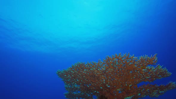 Underwater Tropical Blue Coral