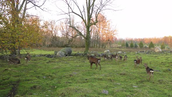 big buck deer with his herd