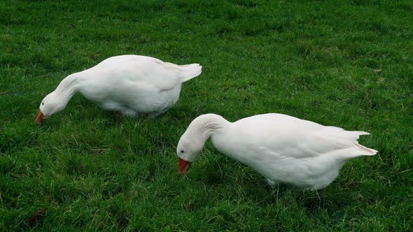 Geese Pecking Around On The Farm