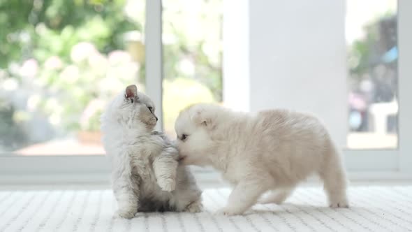 dorable kitten and puppy fighting together,slow motion