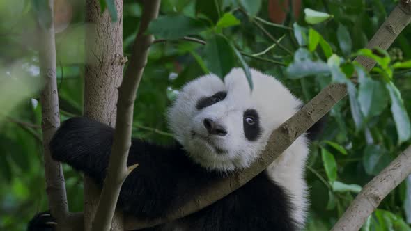 Cute and Funny Baby Panda Relaxing on a Tree at a Zoo in China