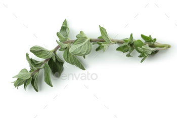 Fresh oregano herb isolated on white background / Photodune, Misc