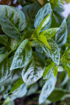 Fresh green basil broadleaf plant background. Vertical. / Photodune, Misc