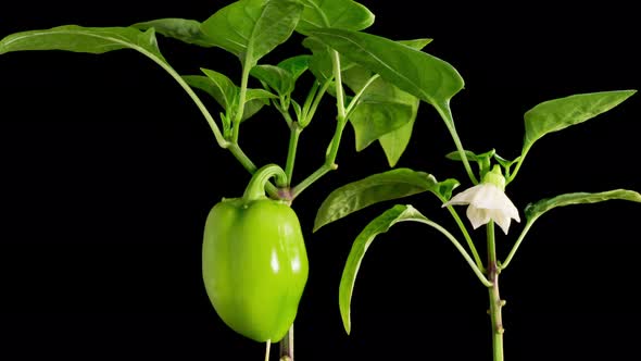 Time Lapse of Growth Sweet Bell Peppers Plants